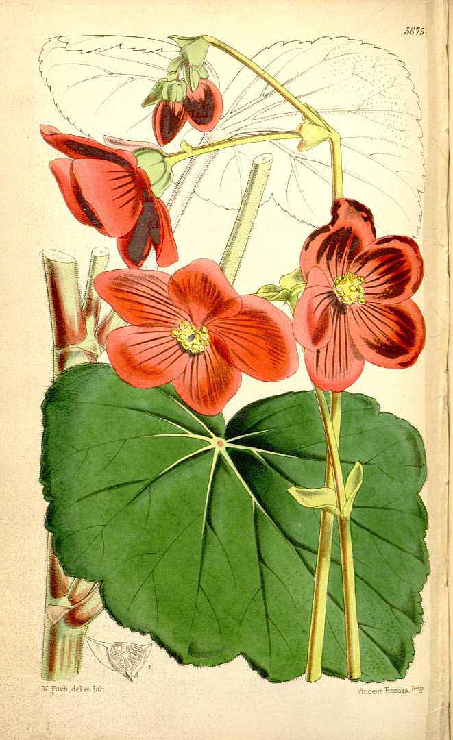 B. clarkei